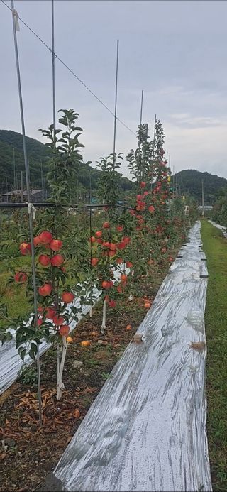 사과청일농원🍎님의 자유주제 · 자유게시판 작성글 사진