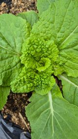 팜모닝 자유주제·자유게시판 게시글 이미지