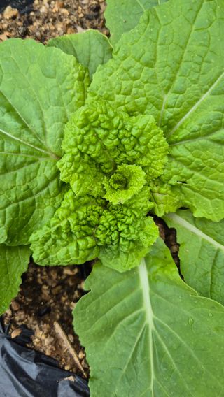 김진님의 자유주제 · 자유게시판 작성글 사진