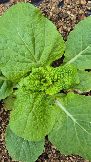 김진님의 자유주제 · 자유게시판 작성글 사진