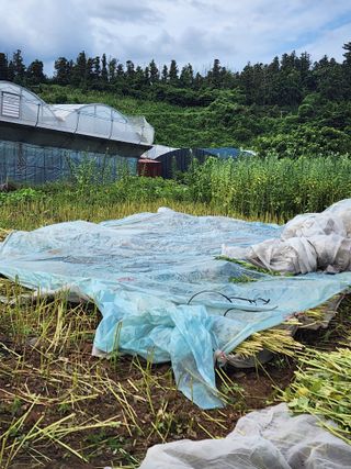 제주부자팜님의 자유주제 · 자유게시판 작성글 사진