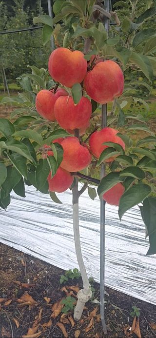 사과청일농원🍎님의 자유주제 · 자유게시판 작성글 사진