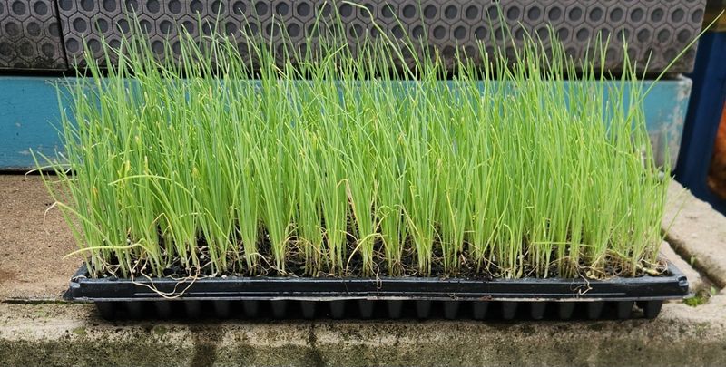 돼지파쪽파님의 장터 판매 상품 [장열대파모종 ( 꽃대 안올라오는)] 첨부 사진