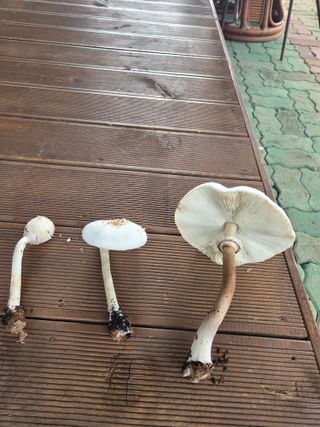 허투루님의 자유주제 · 자유게시판 작성글 사진