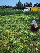 팜모닝 자유주제·자유게시판 게시글 이미지