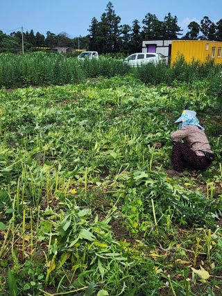 제주부자팜님의 자유주제 · 자유게시판 작성글 사진