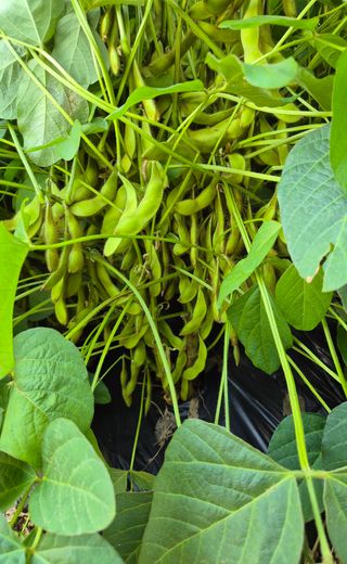 담디농원님의 콩 · 자유게시판 작성글 사진