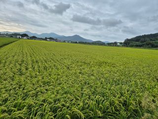 김영진(전남영광)님의 자유주제 · 자유게시판 작성글 사진