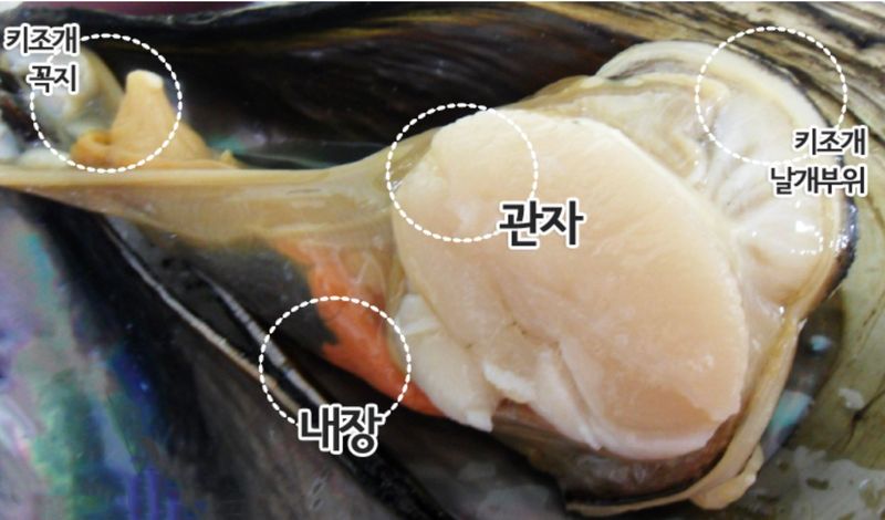 김진국님의 장터 판매 상품 [국내 전남 완도산 생물 키조개 10kg 캠핑 조개구이 조개찜 키조개관자살] 첨부 사진