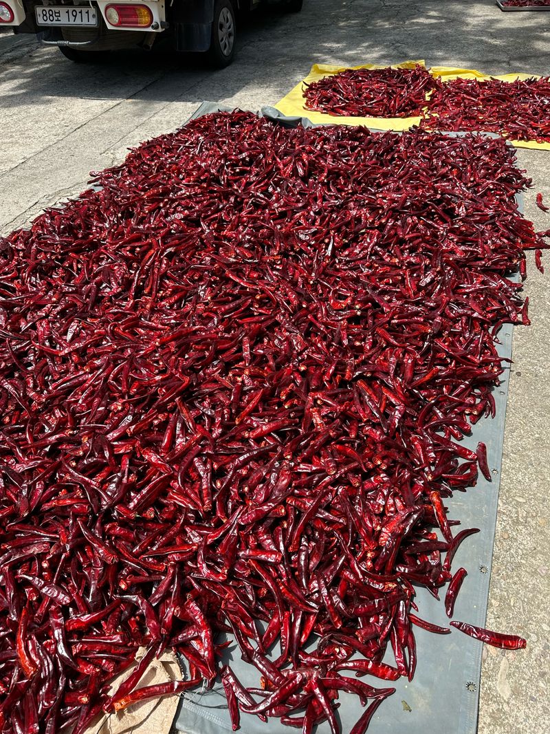 이재운님의 장터 판매 상품 [고추가루 1근 (600g) 팝니다.] 첨부 사진