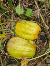 팜모닝 자유주제·자유게시판 게시글 이미지