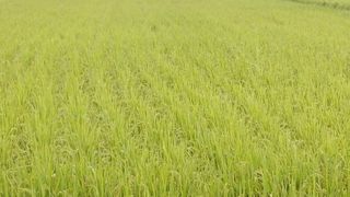 산신대감 님의 농사, 무엇이든 물어보세요! · 참여글 작성글 사진