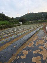 팜모닝 · 게시글 이미지