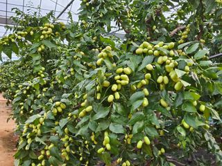 대추 9544님의 자유주제 · 자유게시판 작성글 사진