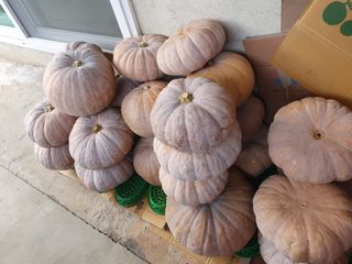 사람님의 농사, 무엇이든 물어보세요! · 참여글 작성글 사진