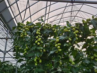 대추 9544님의 자유주제 · 자유게시판 작성글 사진