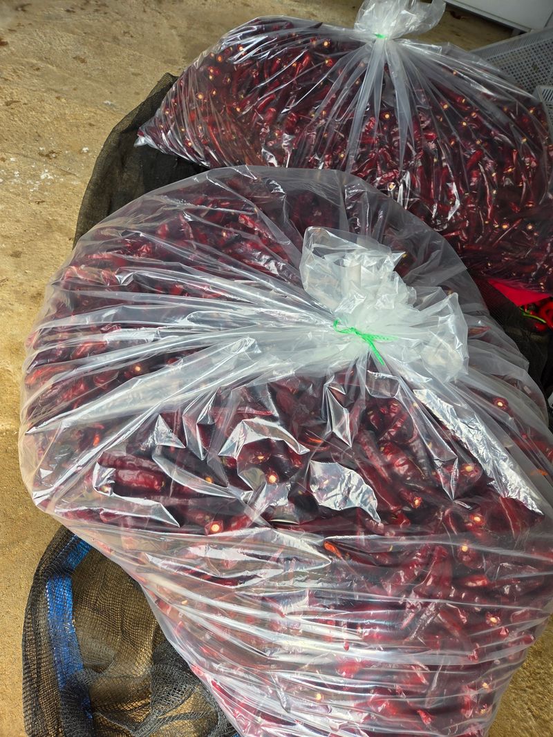 김두영님의 장터 판매 상품 [평창농사지은고추가루팔아요ㅡ] 첨부 사진