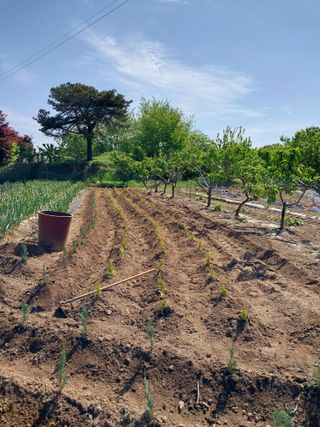 아산이쁘니95960님의 농사, 무엇이든 물어보세요! · 참여글 작성글 사진