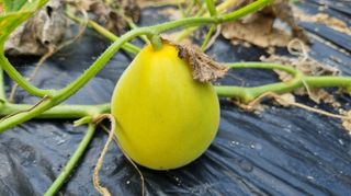 아침농원님의 자유주제 · 자유게시판 작성글 사진