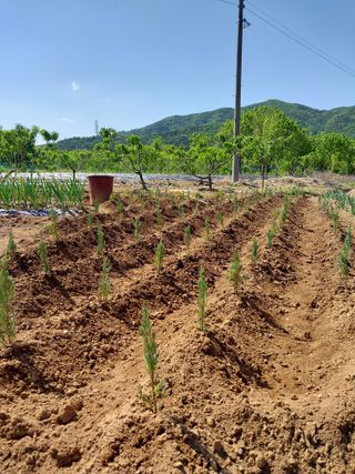 아산이쁘니95960님의 농사, 무엇이든 물어보세요! · 참여글 작성글 사진