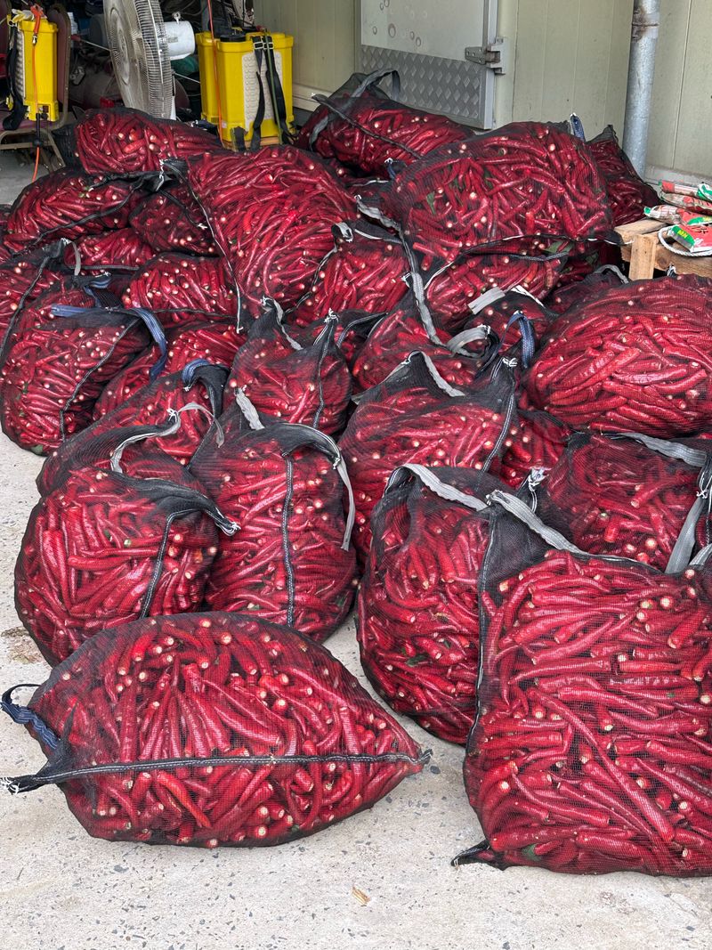 이재운님의 장터 판매 상품 [고추가루 1근 (600g) 팝니다.] 첨부 사진