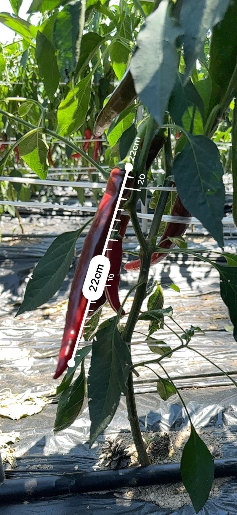 이재운님의 장터 판매 상품 [고추가루 1근 (600g) 팝니다.] 첨부 사진