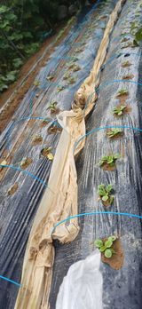 팜모닝 자유주제·자유게시판 게시글 이미지