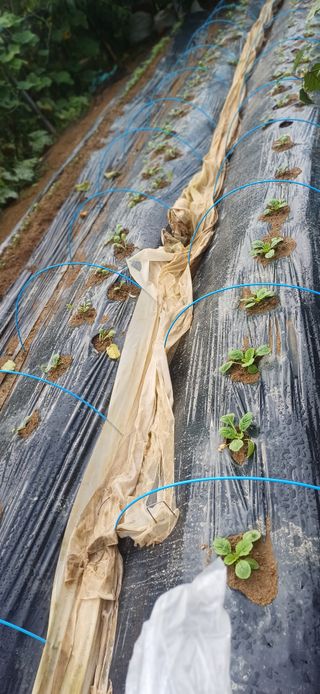 초보퍼머5도2촌준비님의 자유주제 · 자유게시판 작성글 사진