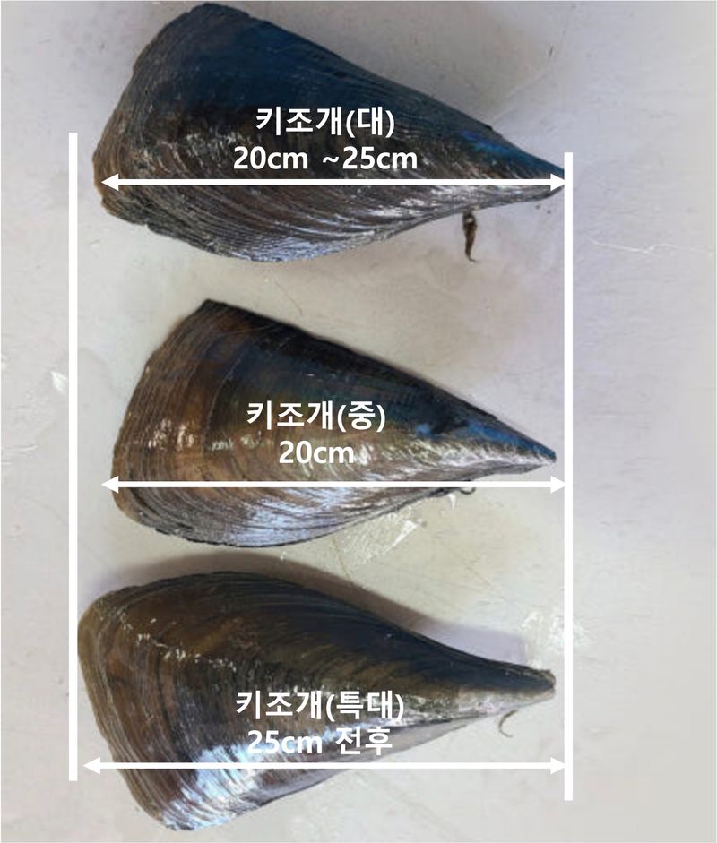 김진국님의 장터 판매 상품 [국내 전남 완도산 생물 키조개 10kg 캠핑 조개구이 조개찜 키조개관자살] 첨부 사진
