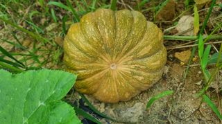 아침농원님의 자유주제 · 자유게시판 작성글 사진