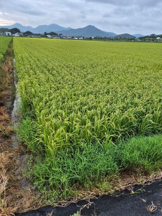김영진(전남영광)님의 자유주제 · 자유게시판 작성글 사진