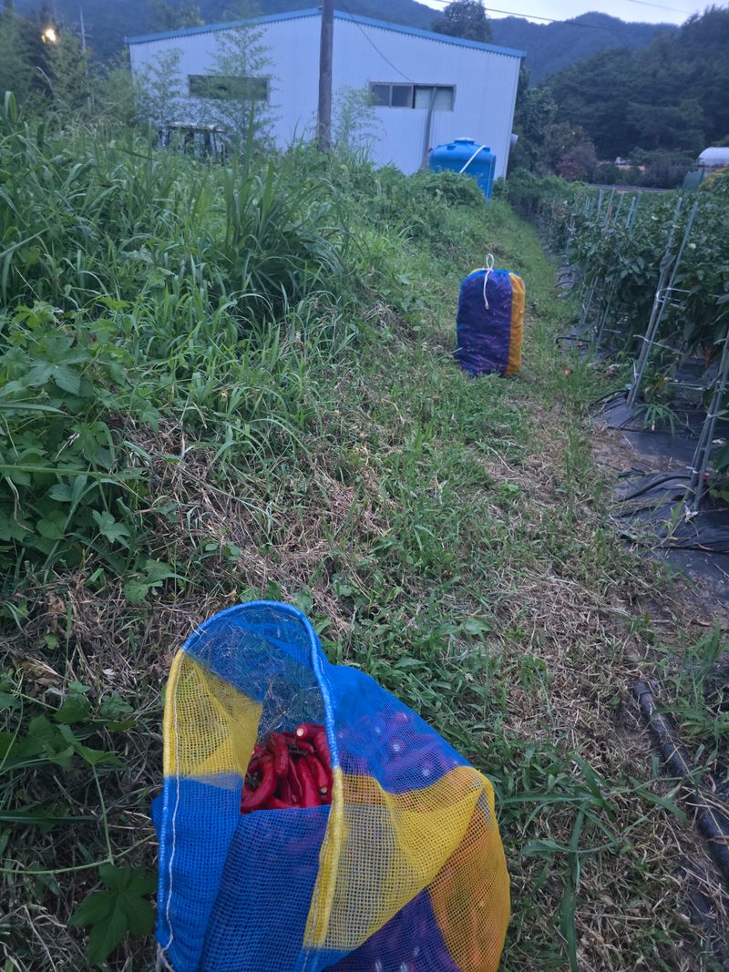 강미향님의 장터 판매 상품 [2025년산 햇고춧가루 ] 첨부 사진