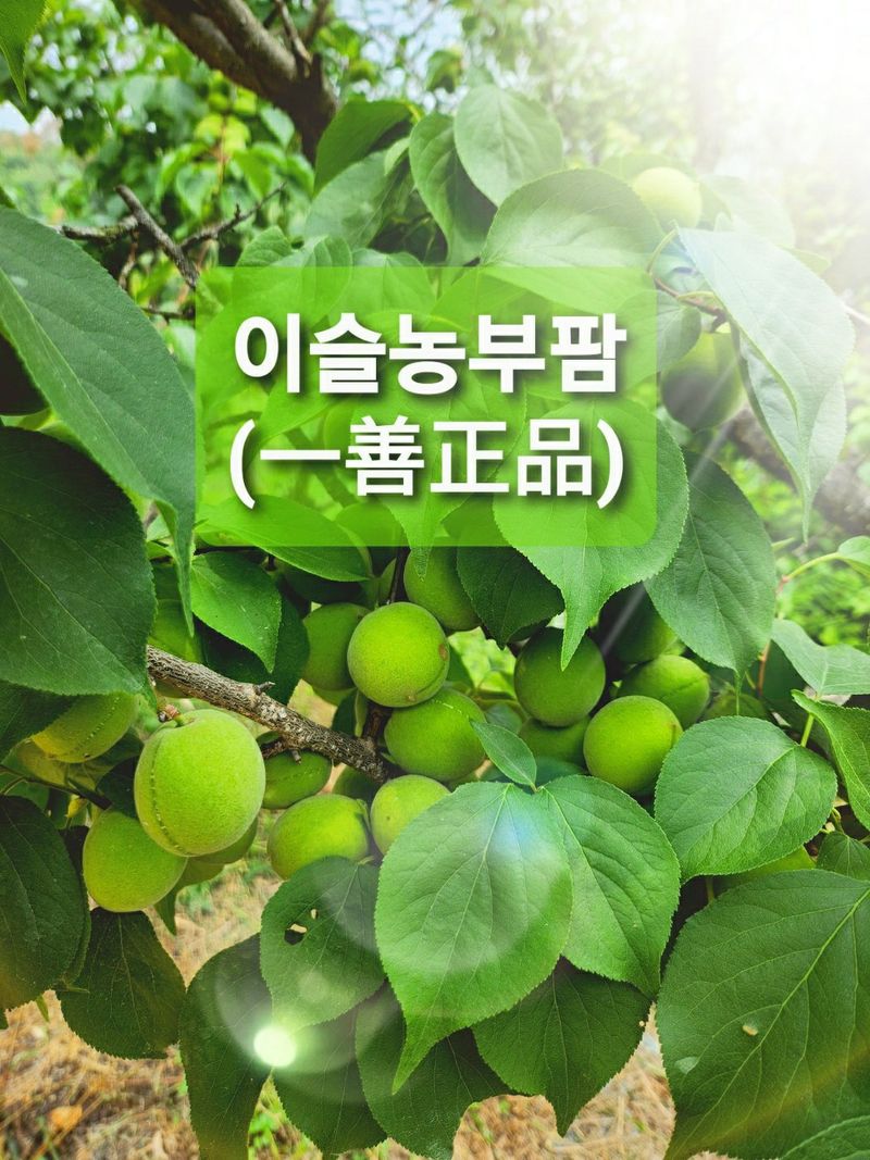 장터 상품 [일선정품 친환경 토종 청매실(10kg)] 썸네일