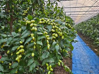 대추 9544님의 자유주제 · 자유게시판 작성글 사진