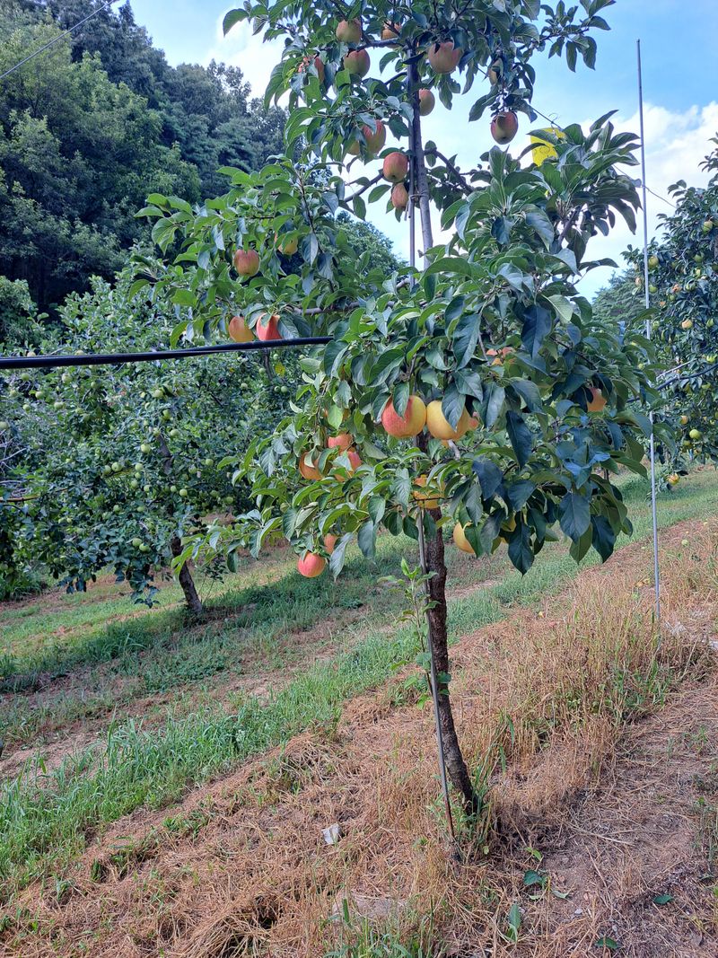 박수정님의 장터 판매 상품 [홍로쥬스용4.5키로] 첨부 사진