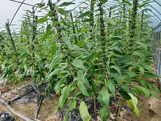 아침못자연농원님의 자유주제 · 자유게시판 작성글 사진