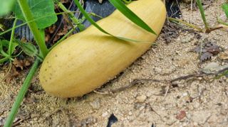 아침농원님의 자유주제 · 자유게시판 작성글 사진