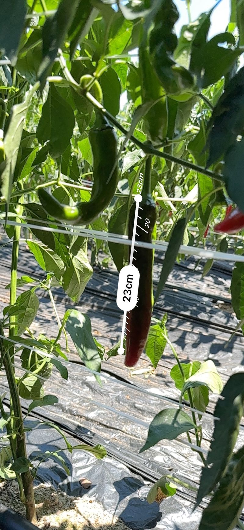 장터 상품 [고추가루 1근 (600g) 팝니다.] 썸네일