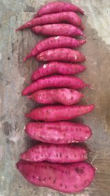 팜모닝 자유주제·자유게시판 게시글 이미지