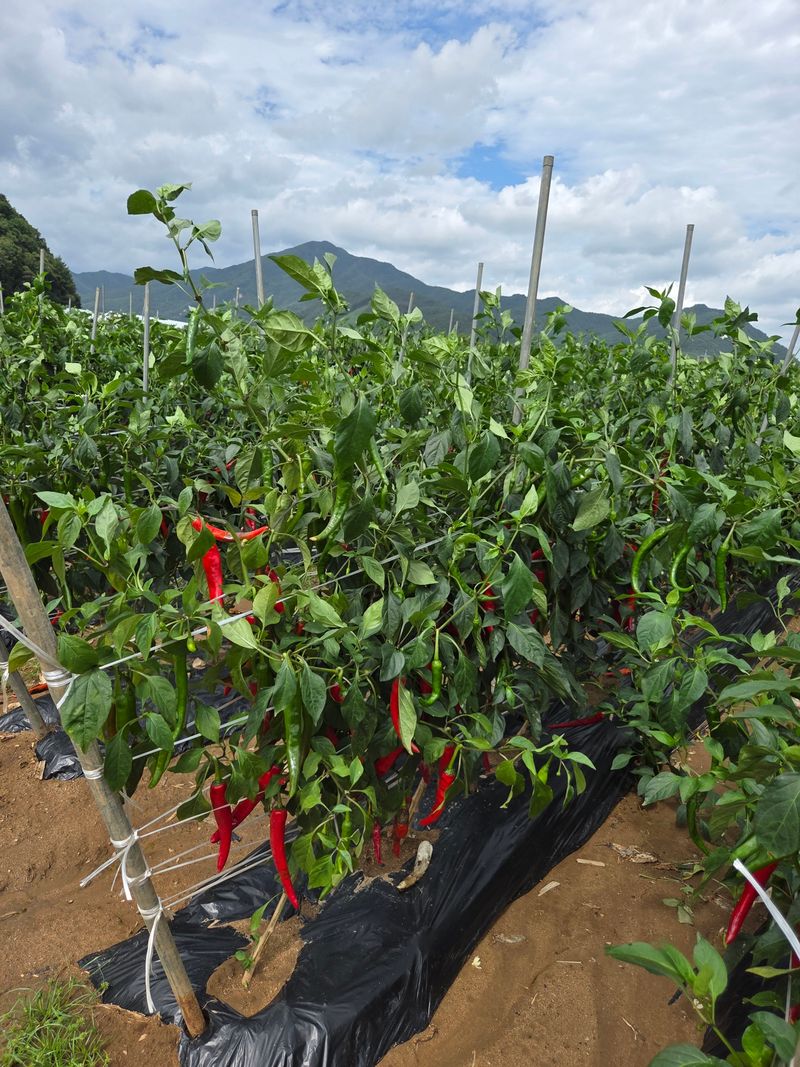 장터 상품 [평창농사지은고추가루팔아요ㅡ] 썸네일