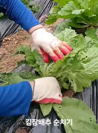 뚝방님의 농사, 무엇이든 물어보세요! · 참여글 작성글 사진