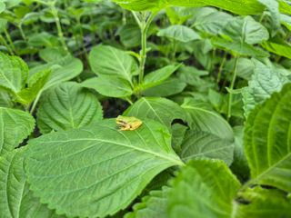 준영농장 출석왕.님의 자유주제 · 자유게시판 작성글 사진