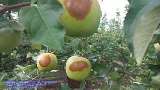 주당김농부님의 농사, 무엇이든 물어보세요! · 참여글 작성글 사진