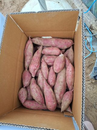 윤영숙소화데레사님의 고구마 · 자유게시판 작성글 사진