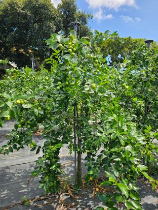 망운천지향토농원님의 자유주제 · 자유게시판 작성글 사진