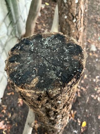 낙엽교목류17871님의 농사, 무엇이든 물어보세요! · 참여글 작성글 사진