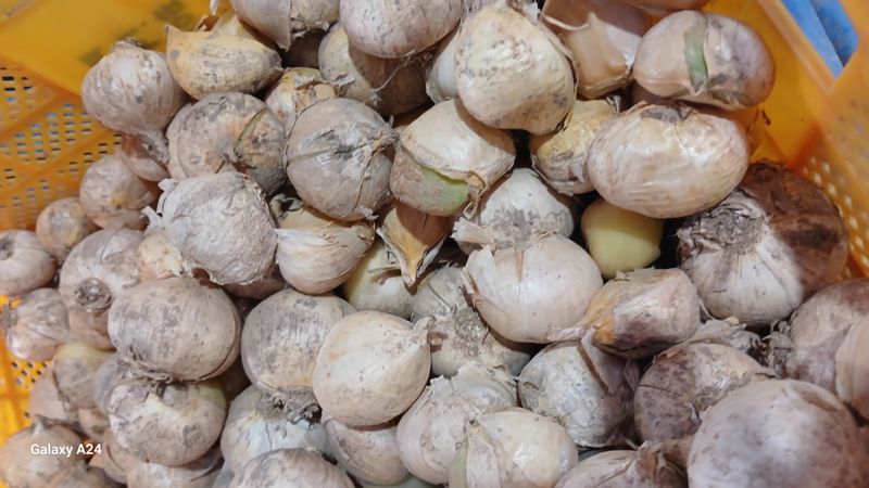 장터 상품 [코끼리마늘] 썸네일