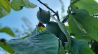 아침농원님의 자유주제 · 자유게시판 작성글 사진