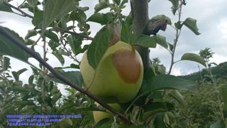 주당김농부님의 농사, 무엇이든 물어보세요! · 참여글 작성글 사진