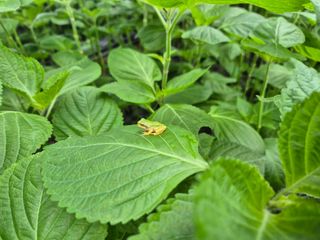 준영농장 출석왕.님의 자유주제 · 자유게시판 작성글 사진